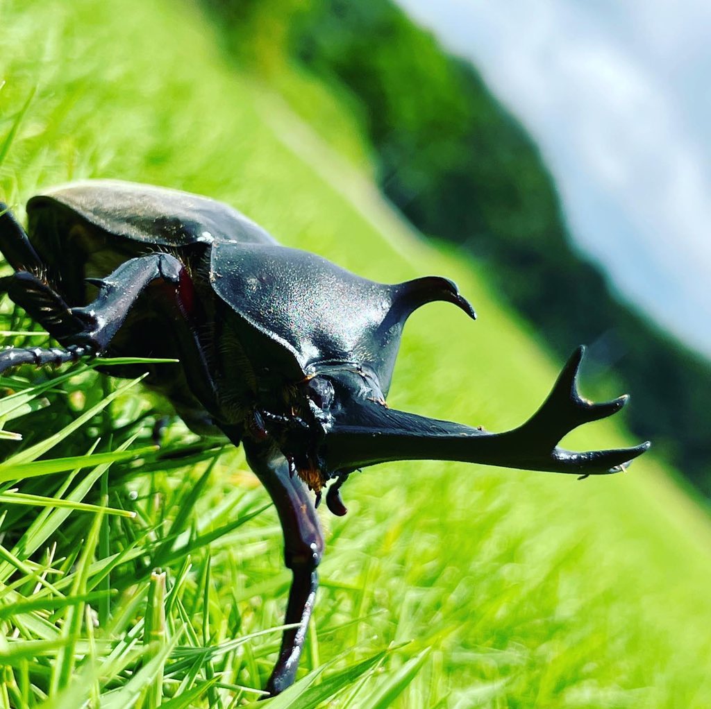 beetleland_k's tweet photo. 君津にできた世界のカブトムシ達に触れて写真も撮れてバトルも体感出来るカブトムシとクワガタのドリームランドです‼️
大自然に触れながらカブトムシ達と仲良くなれる唯一のランドです‼️
ぜひ皆様のご来場をお待ちしています

#びーとるランド君津
#夏休み
#君津
#カブトムシ好き 
#幸運のカブトムシ https://t.co/1znMblDTT2