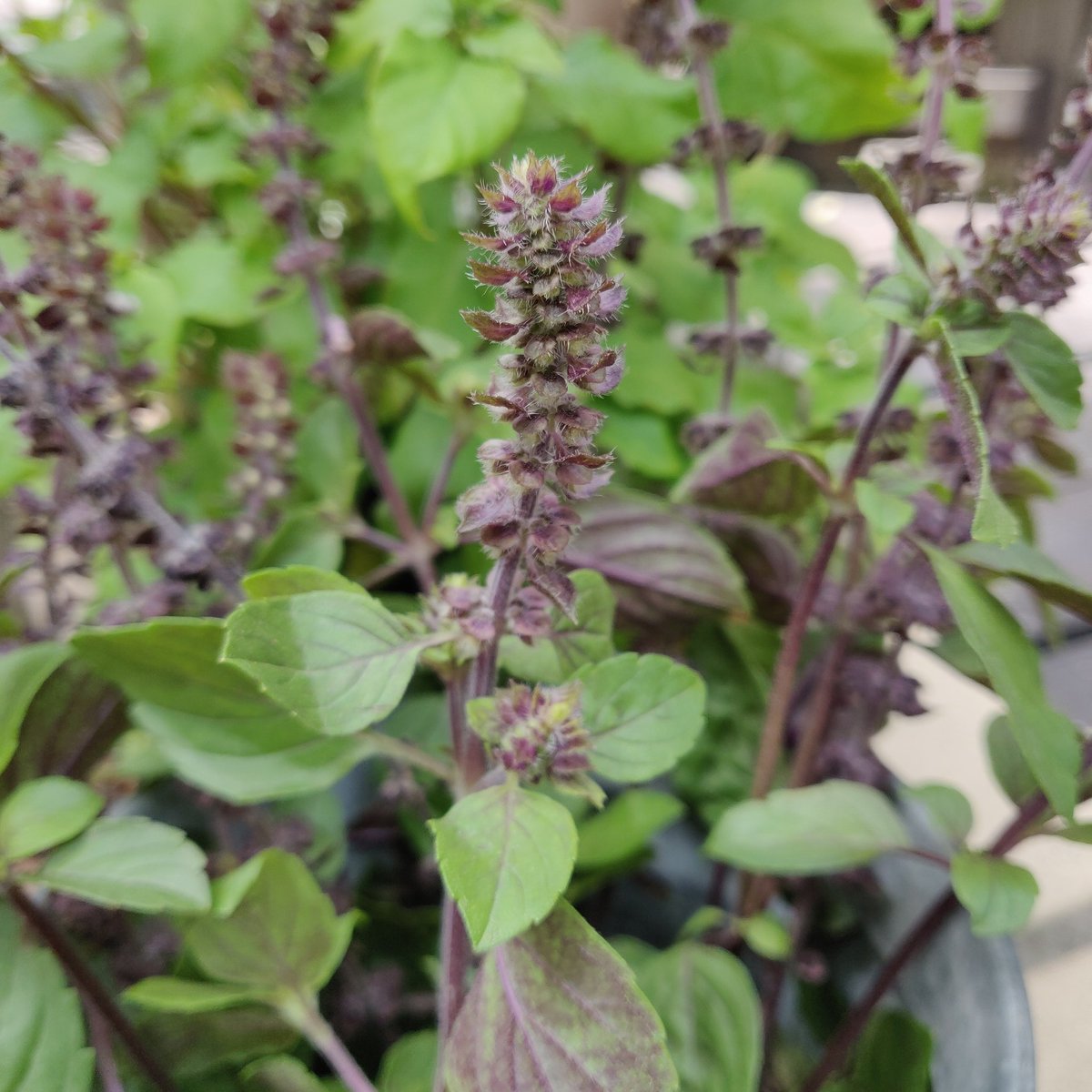 ForestdeFlorist's tweet photo. #AfricanBlueBasil
#アフリカンブルーバジル
　
紫の花が特徴的な香り高い #ハーブ
お花のレッスンで使いました
　
#TLを花でいっぱいにしよう
#花好きな人と繋がりたい
#花のある暮らし
　
#宗像市　#福津市　#岡垣町　#花屋　#フラワースクール　#ガーデニング　#フラワーアレンジメント　#料理 https://t.co/O7gANGIHsV