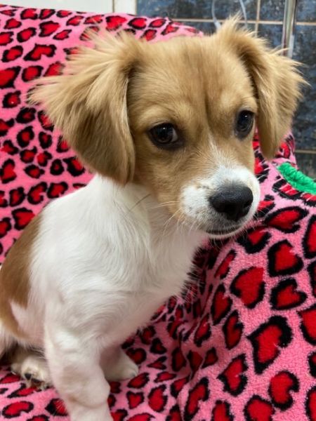 adopt_a_dog_bot's tweet photo. Sassy is a cool girl, who can be found near Bartonsville, PA! Sassy is a Chiweenie mix, who will cuddle your face off. #Chiweenie #mixedbreed #mutt #dogsoftwitter #rescue #adopt #dog #Bartonsville #Pennsylvania #PA https://t.co/iDoUDv7XtE https://t.co/C0bIoXcgza