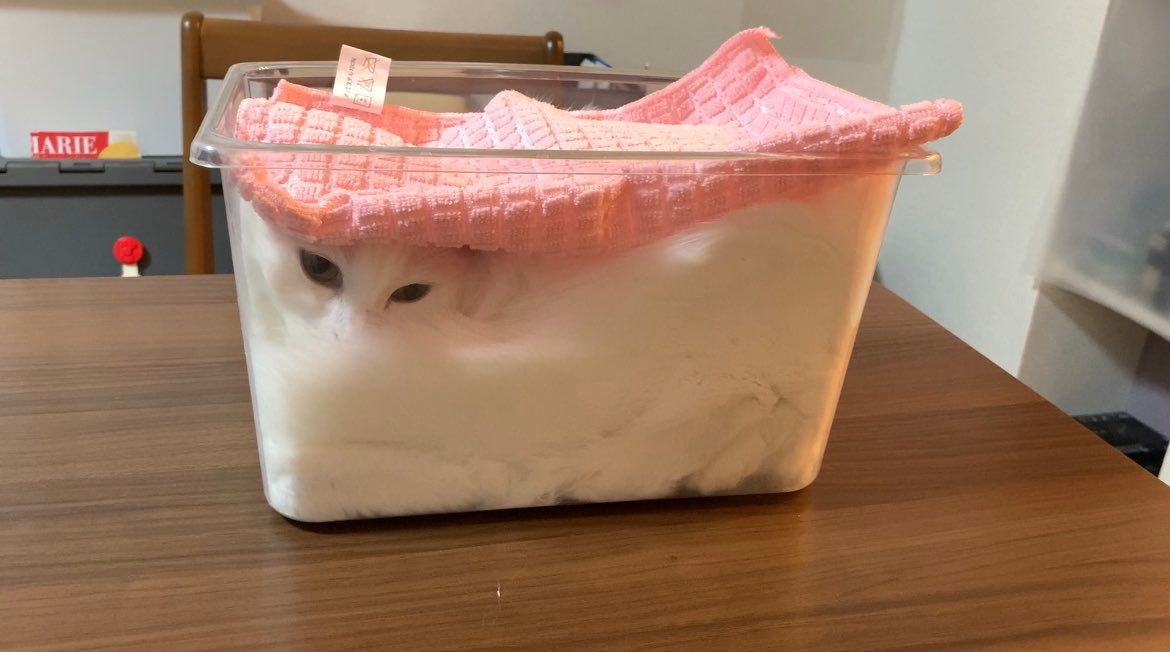 Meowed's tweet photo. From @5711Nakasin

Bbread dough spreading 🍞

#meowed #meowedofficial #TheMeowedClub https://t.co/DsgLSZt9gb