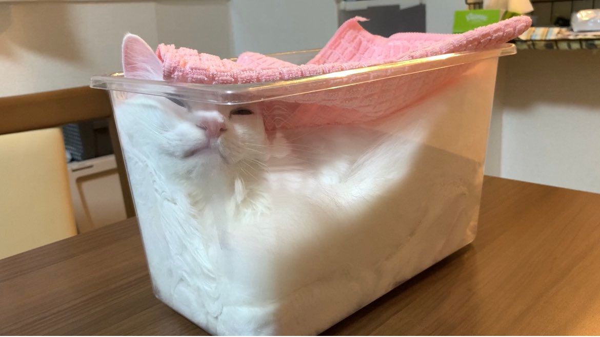 Meowed's tweet photo. From @5711Nakasin

Bbread dough spreading 🍞

#meowed #meowedofficial #TheMeowedClub https://t.co/DsgLSZt9gb