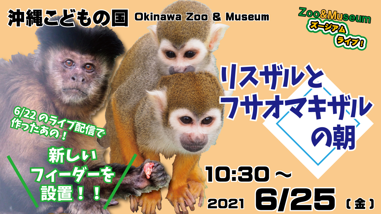 沖縄こどもの国 Okinawa Zoo Museum 公式 Auf Twitter 明日のyoutubeライブ配信は リスザルとフサオマキザルの朝 6 22にライブ配信で作ったフィーダーを 展示場にサルたちが出る前に設置して様子を観察したいと思います リスザル フサオマキザル