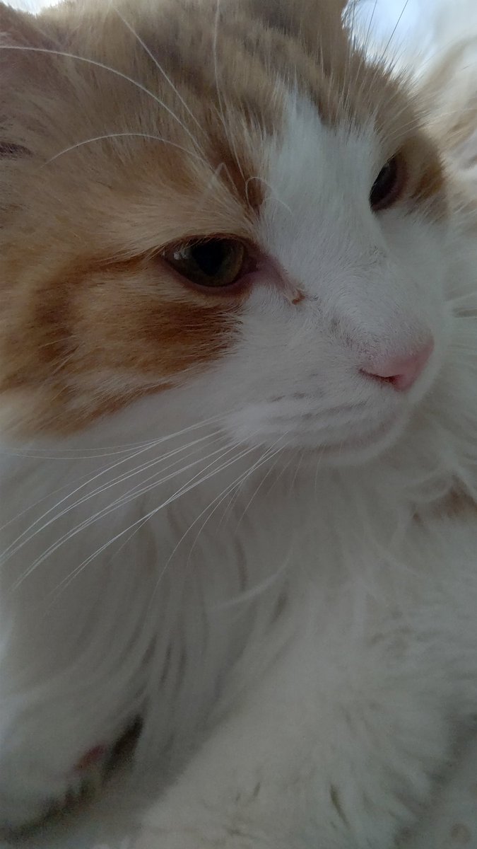 #ネコチャンカワイイ 