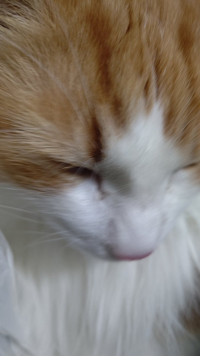 #ネコチャンカワイイ 