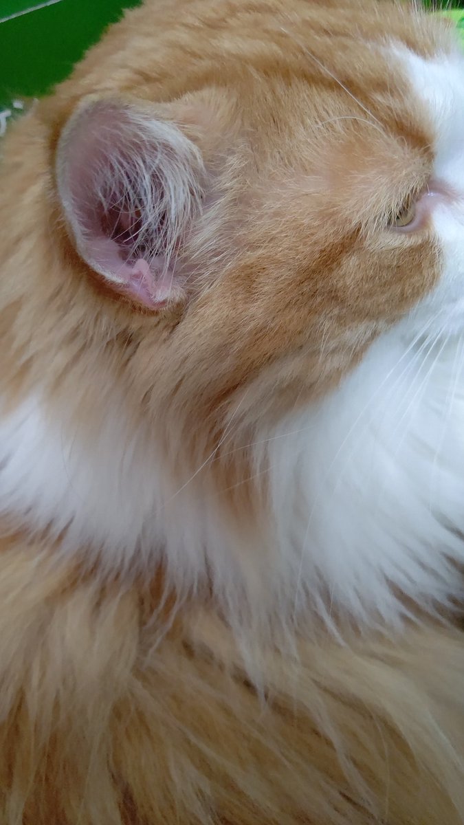 #ネコチャンカワイイ 