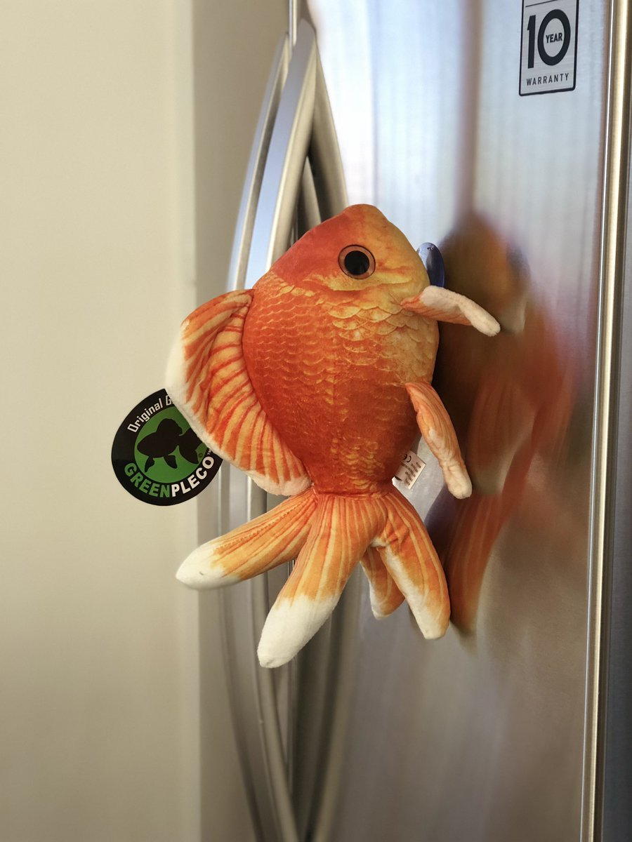 greenplecoplush's tweet photo. #Famous #Plecostomus #plecolover #arowana #aqua #hypancistrus #plecomania #discusfish #aquascaping #aquariumlife #plecolove #fishtanks #amazonfish #plecocaves #communitytank #bristlenose #amazonriver #monsterfishkeepers #plecocave #amazonia #discus #loach #fluval #fishofinstagram https://t.co/103gLF6XEk