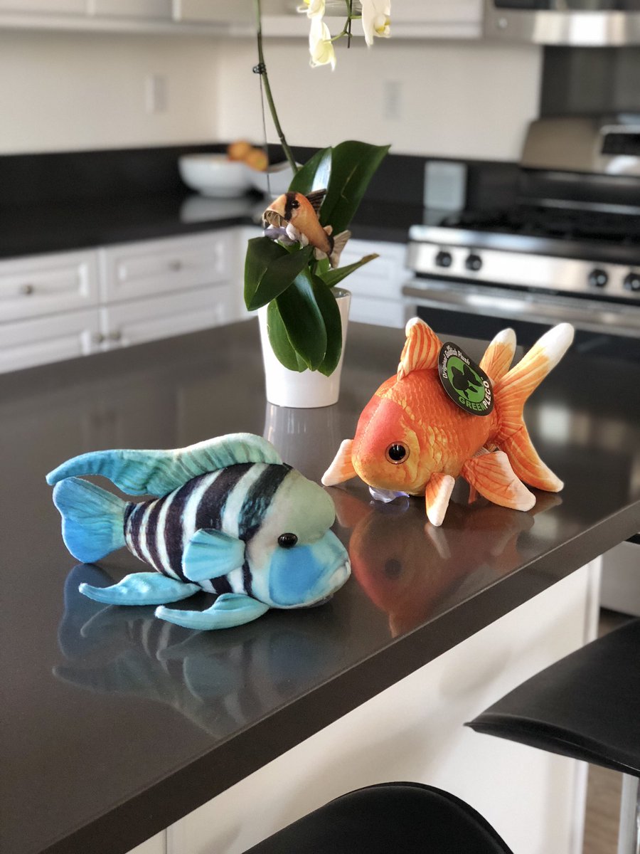 greenplecoplush's tweet photo. #Famous #Plecostomus #plecolover #arowana #aqua #hypancistrus #plecomania #discusfish #aquascaping #aquariumlife #plecolove #fishtanks #amazonfish #plecocaves #communitytank #bristlenose #amazonriver #monsterfishkeepers #plecocave #amazonia #discus #loach #fluval #fishofinstagram https://t.co/103gLF6XEk