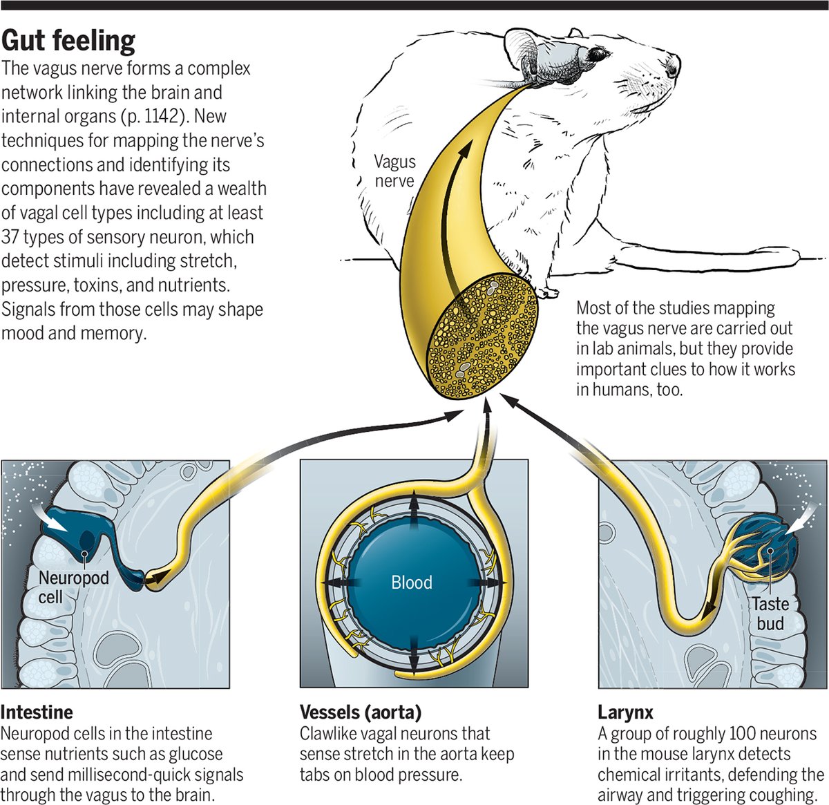 Science Magazine (@sciencemagazine) on Twitter photo Scientists are unraveling how our organs talk to the brain—and how the brain talks back. Learn more: fcld.ly/q2fmgz5 <a href="/ScienceVisuals/">Science Visuals</a> Scientists are unraveling how our organs talk to the brain—and how the brain talks back. Learn more: fcld.ly/q2fmgz5 <a href="/ScienceVisuals/">Science Visuals</a>