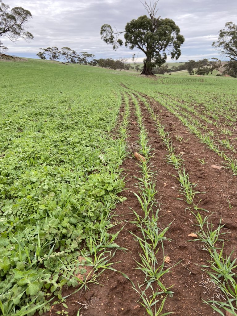 JamesConsi's tweet photo. #Callisto getting the job done on a solid capeweed population on the Lower EP! NMP (Left no Callisto, right Callisto@200mL) @SyngentaANZ @TheHonestAgro @gwxr496 @SteveBitter85 @rich_pacman @DMAg_consultant @CropDoctor54 @agrobaz @EmmaMilge @weedtamer @btparkin @rick_rundell https://t.co/coUeiYKO0k