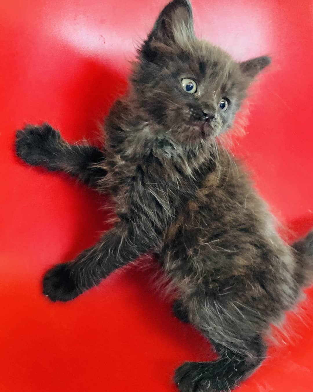 あおぞら 東雁来ホーマック店内 本日はたくさんの ちゃんが仲間入りしました 写真の猫ちゃん は メインクーンのブラックスモーク 大人になるにつれ野性的 でイケメンによくなりそう よろしければ見に来てくださいね ペットショップ
