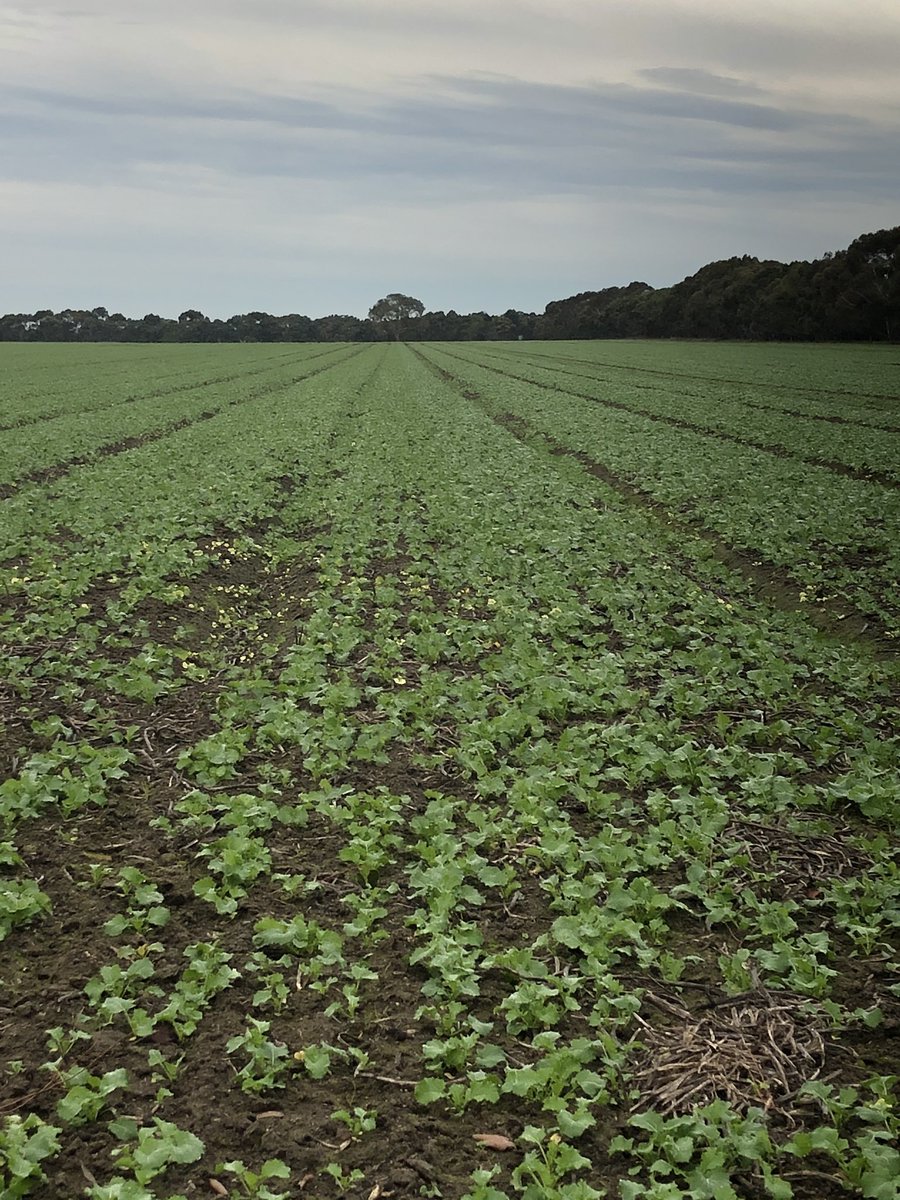 Invigor R4022 Vs Nuseed Xseed Condor. TruFlex tech. Don’t mind the Overwatch overlap.