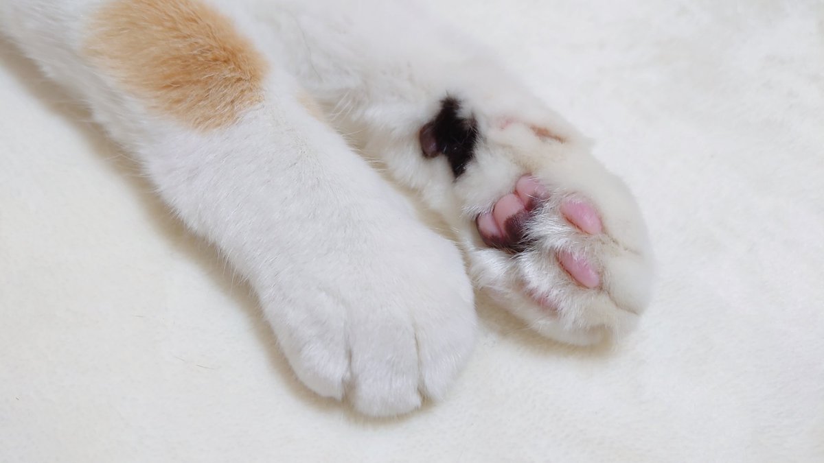 おててかわいい💗