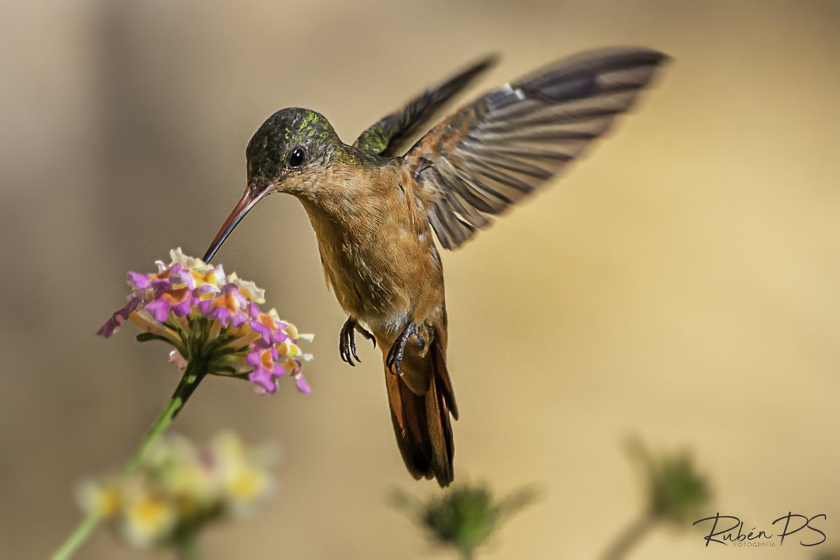 Colibrí / hummingbird.

Sígueme/Follow me instagram.com/rubenps.ph/

#birdwatching  #wildlifephotography #wildlife #naturephotographyhub #birdphotography #canonphotography #canon #naturephotography #wildlifepic #pictureoftheday #sigma #photograph #hummingbirds #hummingbird