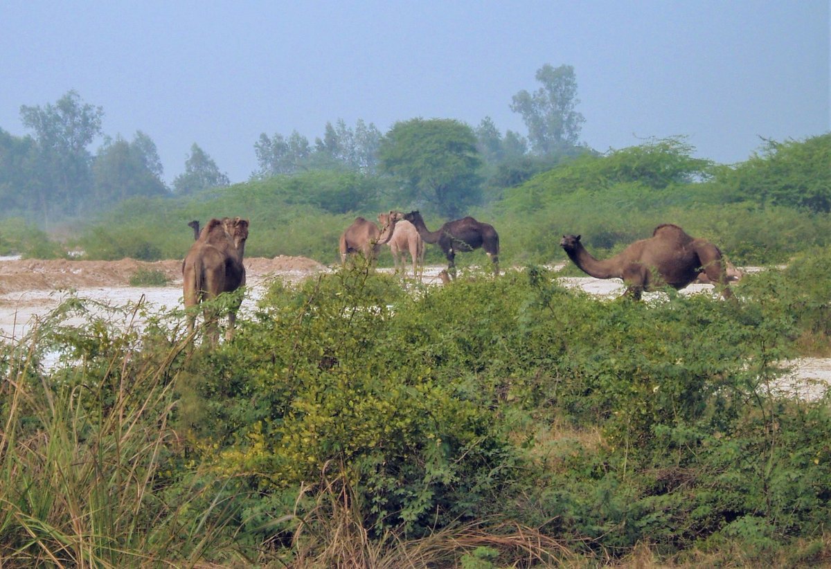 JacquilineS1975's tweet photo. #WorldCamelDay
One of the toughest animals on Earth is celebrated today🐪🐪🐫
Would love to see more camel pictures & any interesting facts.
#camel #traveldiaries #camelday
#supportcamels https://t.co/AXN22muCFl