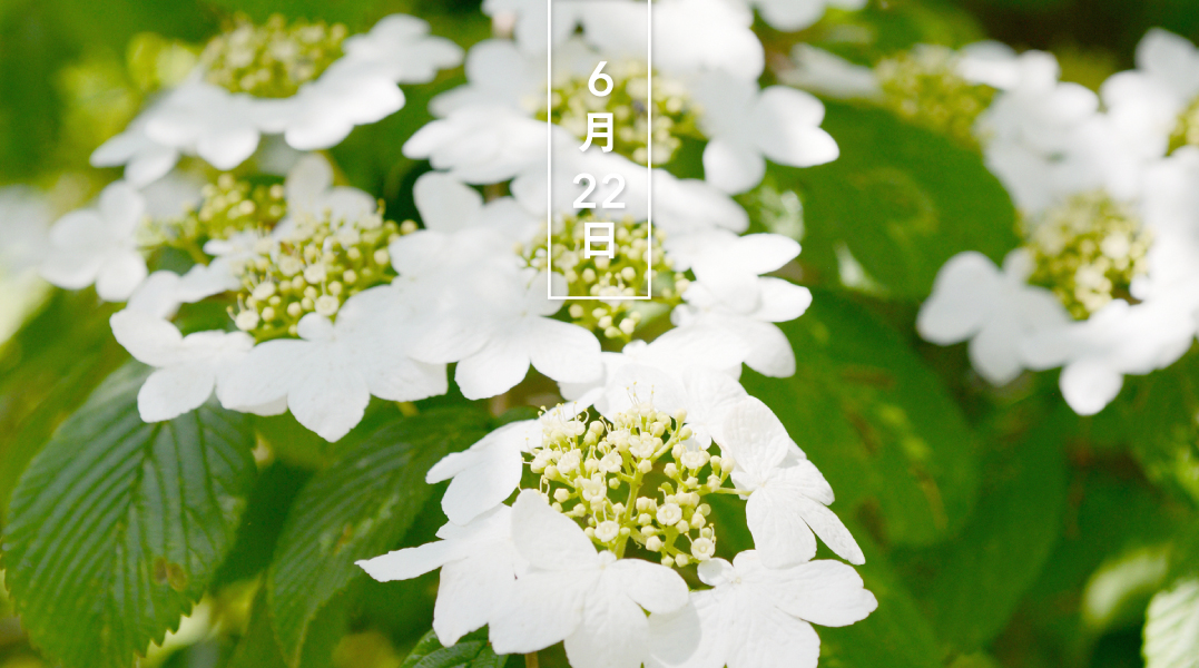 Twitter 上的 暦生活 こよみせいかつ ヤブデマリ 藪手毬 花の日めくり 花言葉 年齢を美しく重ねる スイカズラ科の落葉低木で 日本 中国 台湾原産 花期は5 6月です アジサイに似た白い5弁の花に見えるものは 装飾花 園芸種のオオデマリ 大手毬 の