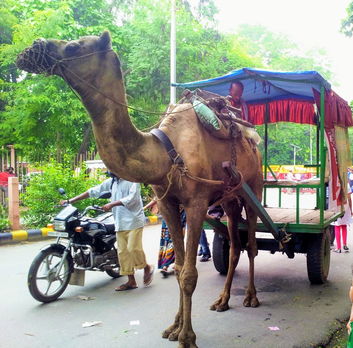 JacquilineS1975's tweet photo. #WorldCamelDay
One of the toughest animals on Earth is celebrated today🐪🐪🐫
Would love to see more camel pictures & any interesting facts.
#camel #traveldiaries #camelday
#supportcamels https://t.co/AXN22muCFl