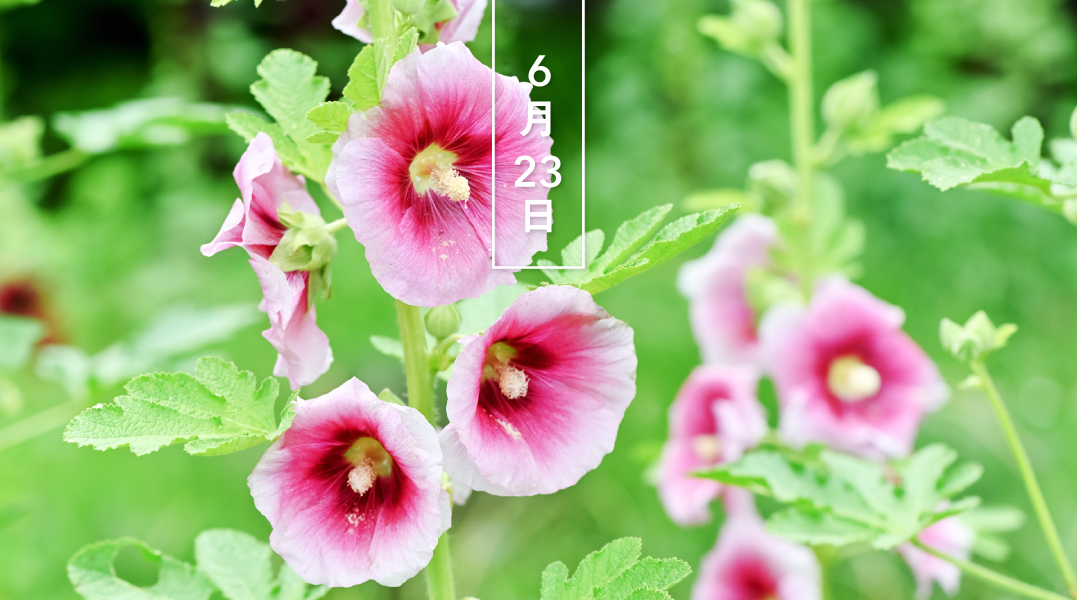 暦生活 こよみせいかつ タチアオイ 立葵 ピンク 花の日めくり 花言葉 真の愛情 アジア原産の アオイ科の多年草 梅雨入りの頃 茎の下から順番に花をつけ 頂上の花が開くと梅雨が明けるとも 花色は赤 白 黄など様々 日本には古代に 薬草 暦生活 こよみせいかつ タチアオイ 立葵 ピンク 花の日めくり 花言葉 真の愛情 アジア原産の アオイ科の多年草 梅雨入りの頃 茎の下から順番に花をつけ 頂上の花が開くと梅雨が明けるとも 花色は赤 白 黄など様々 日本には古代に 薬草