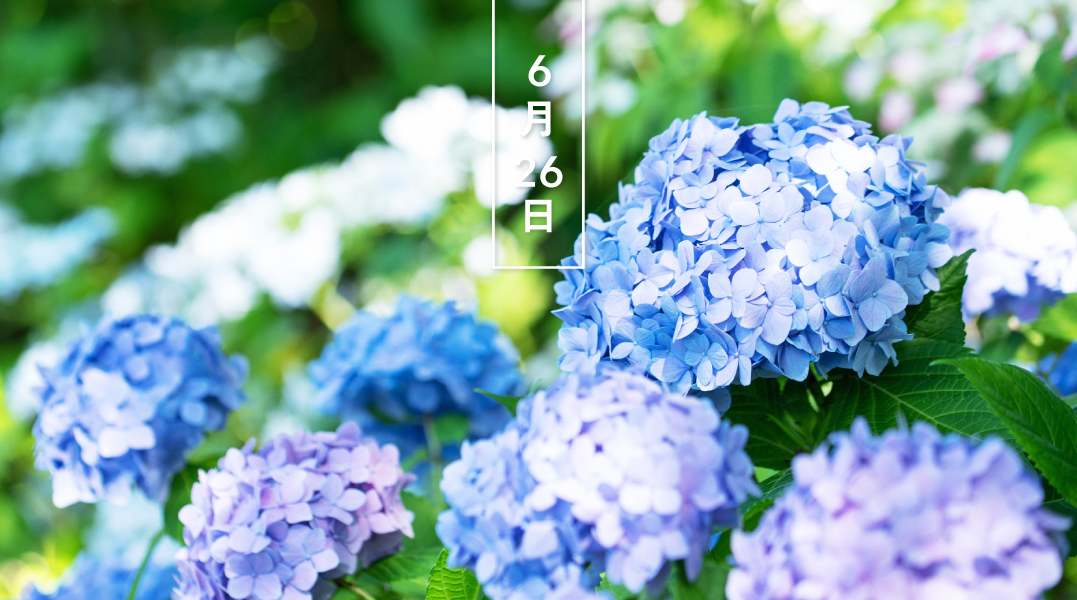暦生活 こよみせいかつ A Twitter アジサイ 紫陽花 花の日めくり 花言葉 うつろい 19世紀 日本原産のガクアジサイ 額紫陽花 が オランダ商館のドイツ人医師 シーボルトによって西洋に紹介され 大人気に 花言葉は 花色が徐々に変化することから 暦図鑑 暦生活 こよみせいかつ A Twitter アジサイ 紫陽花 花の日めくり 花言葉 うつろい 19世紀 日本原産のガクアジサイ 額紫陽花 が オランダ商館のドイツ人医師 シーボルトによって西洋に紹介され 大人気に 花言葉は 花色が徐々に変化することから 暦図鑑