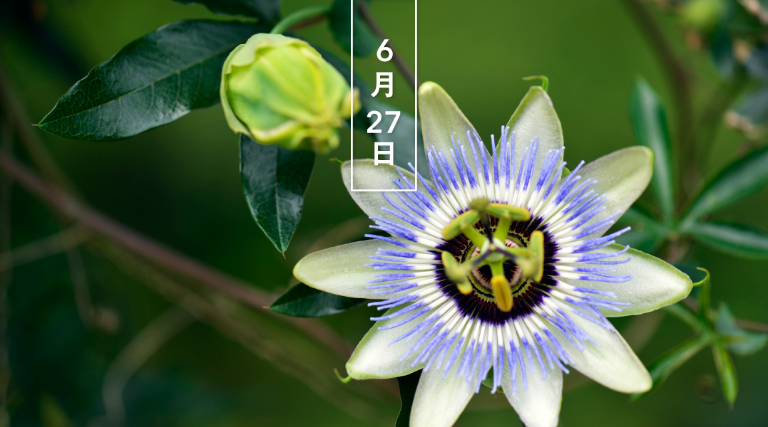 暦生活 こよみせいかつ トケイソウ 時計草 花の日めくり 花言葉 神聖な愛 トケイソウ科の常緑つる性植物で 中南米原産 夏に 白や紫の大きな花をつけます 和名は 三つの雄しべが時計の針に見えることから 英名のpassion Flower は キリストの 暦生活 こよみせいかつ トケイソウ 時計草 花の日めくり 花言葉 神聖な愛 トケイソウ科の常緑つる性植物で 中南米原産 夏に 白や紫の大きな花をつけます 和名は 三つの雄しべが時計の針に見えることから 英名のpassion Flower は キリストの
