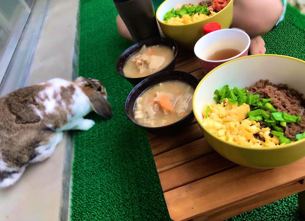 ごんじり 最近の昼ごはんはごんじりがお外を喜ぶのでベランダで ごんじり 最近の昼ごはんはごんじりがお外を喜ぶのでベランダで