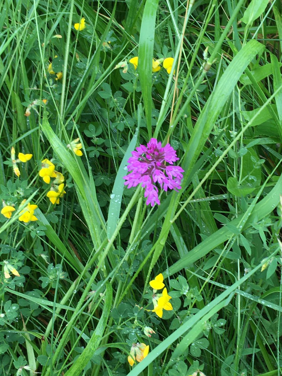 ben_keylock's tweet photo. Some colour on an otherwise gloomy solstice day. #westhagbourne 

@NearbyWild 
@UKNatureAware 
@WoodlandTrust 
@NatureUK 
@Britnatureguide 
@iNatureUK https://t.co/90nJHqZt5P