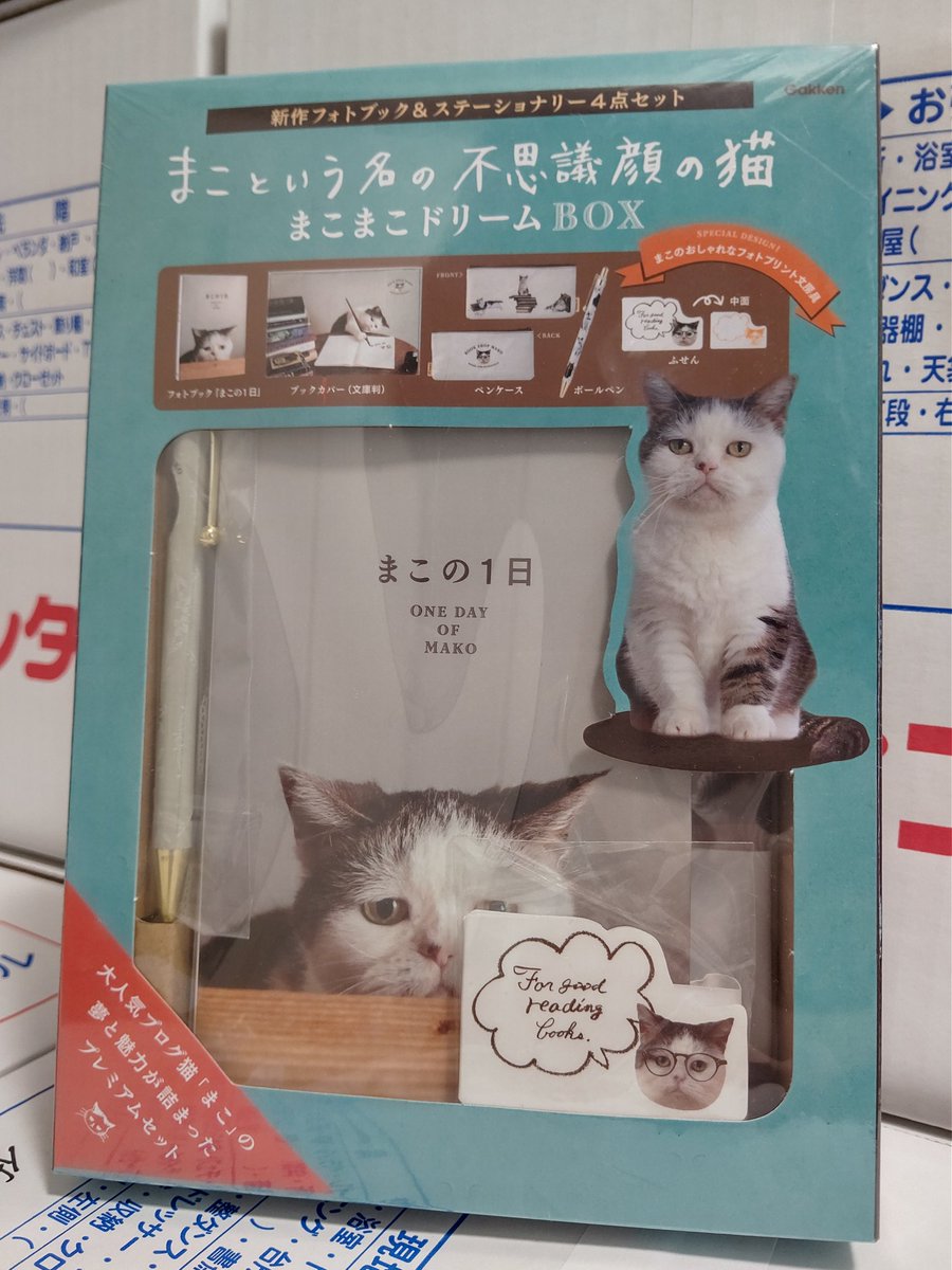 まこという名の不思議顔の猫