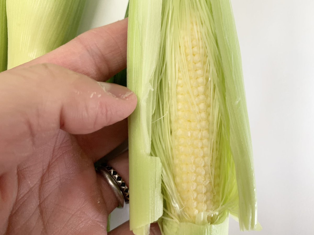 Amefarm ベランダ菜園 トウモロコシーー ヤングコーンを収穫 めちゃくちゃ小さいけど トウモロコシの味かなぁ 八宝菜に使ったらええんかな 皆さん どんな食べ方がオススメですか 野菜収穫 家庭菜園 トウモロコシ 野菜料理