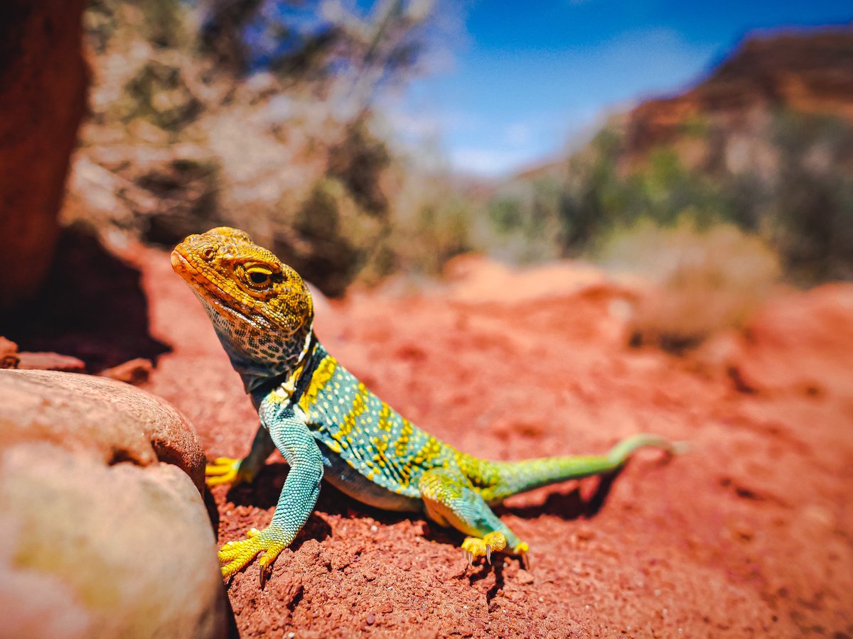 WestEndColorado's tweet photo. Well, hello there!🦎
📷: @coloradic
🏜: Paradox Valley
📍: Bedrock, CO
#westendcolorado #visitwestend #findyourwild #paradoxvalley #bedrockcolorado #collaredlizard #coloradoexperiences #outtherecolorado #hiking #westslopebestslope #westendbestend #westernslope #colorado https://t.co/Tvvwexp5IO