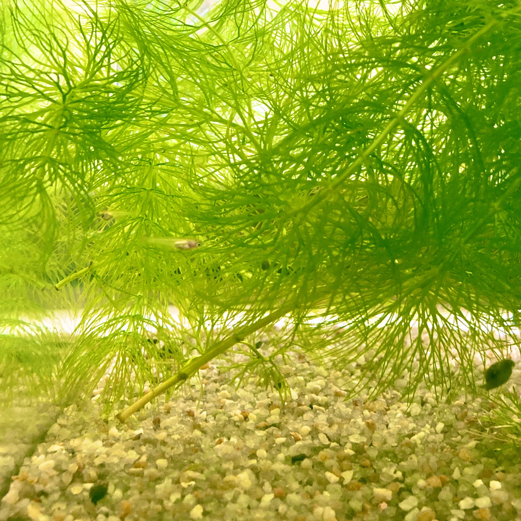 高田 昌耶 メダカあげたい 4月にもらったメダカを せっせと飼育 繁殖していたら大量に子メダカが育ちました たくさんいるので もらってほしい 品種は 楊貴妃 黒メダカ 雑種 画像左側に2匹います 欲しい方はdmやコメントでご連絡
