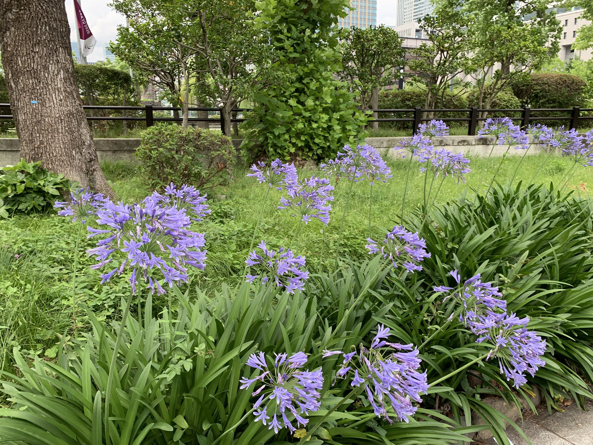 M L Wm Morita この花 どこでも見られますよね Twitter