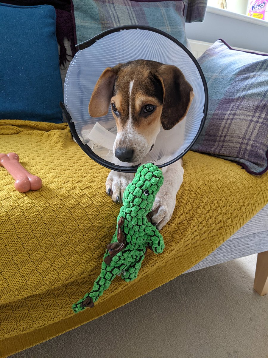 Feeling cute, might delete later #nofilter #DogsofTwittter #puppy #dogoftheday