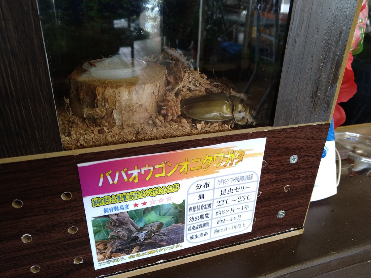 カッホー馬古屏 Twitterissa 今年もクワガタが登場しました クワガタ 野菜 カッホー馬古屏 Twitterissa 今年もクワガタが登場しました クワガタ 野菜