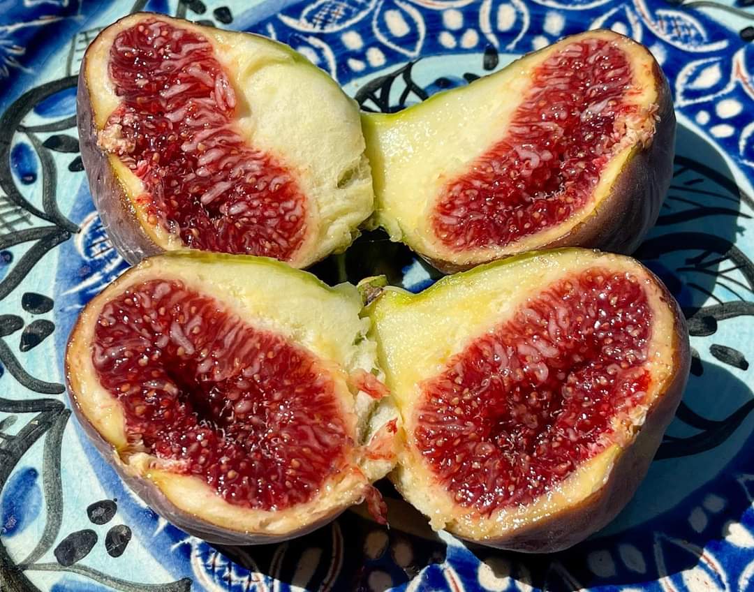 Super Jumbo DK 超巨大イチジク 枝 1本 挿木 穂木用