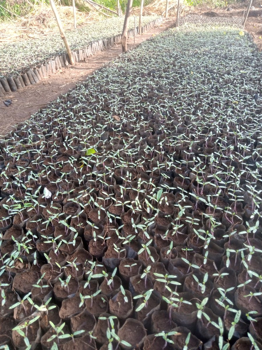 farmgatesug's tweet photo. We are transplanting in a weeks time! @farmgatesug is big masavu😜🙏💝💘💖. #StayHome #StayHomeUg #MaskUp https://t.co/a7obTWR58r