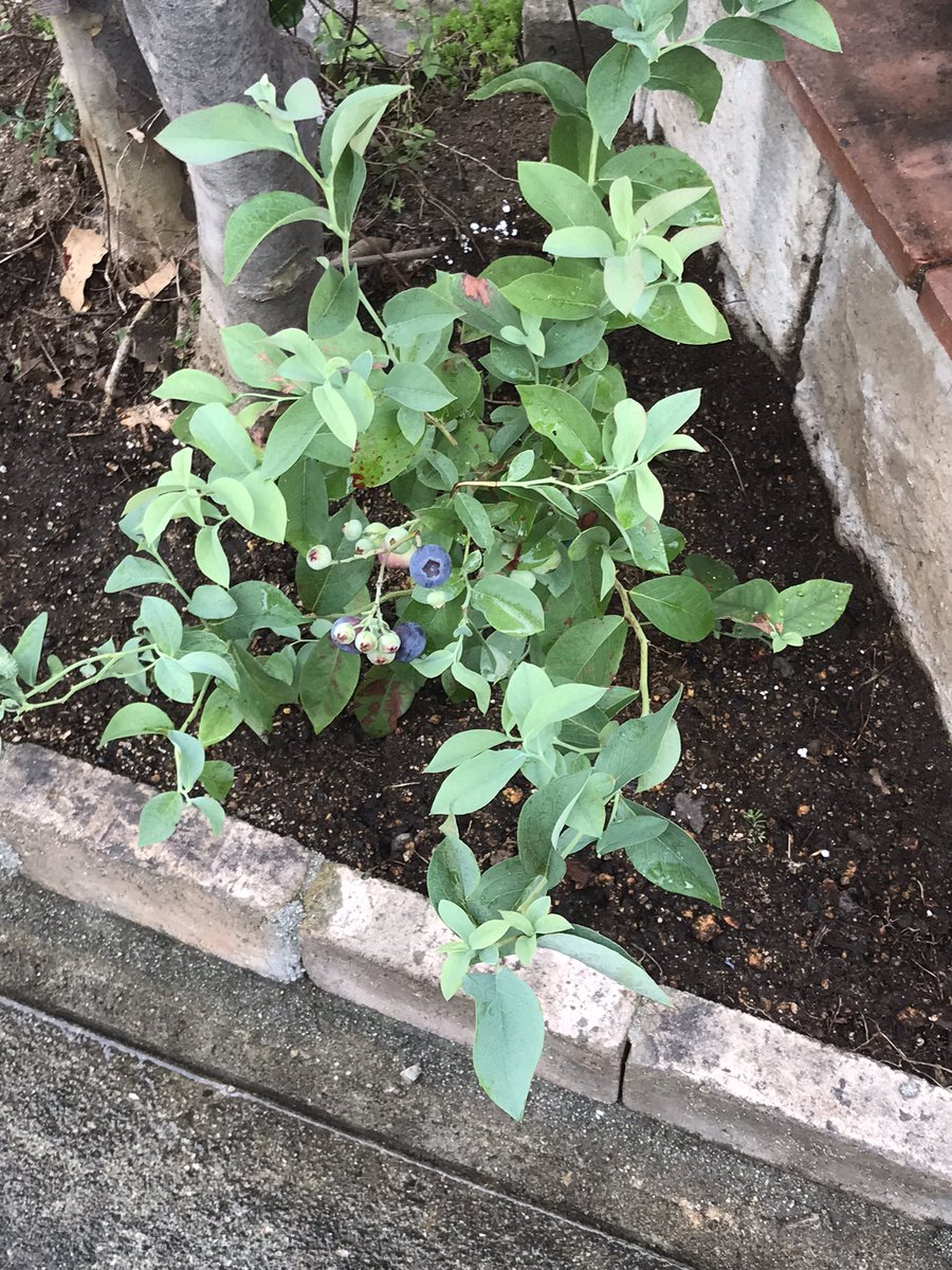 にゃんこ でびる ブルーベリー植えてみた 果樹は良いぞ スモモをいつか植えたい ノリウツギ系の山紫陽花も植えた 緑っぽい白だけど 自然な風合いがとても良い感じ 今年の夏花壇は賑やかだw T Co Brxk6tlv3l Twitter にゃんこ でびる ブルーベリー植えてみた 果樹は良いぞ スモモをいつか植えたい ノリウツギ系の山紫陽花も植えた 緑っぽい白だけど 自然な風合いがとても良い感じ 今年の夏花壇は賑やかだw T Co Brxk6tlv3l Twitter