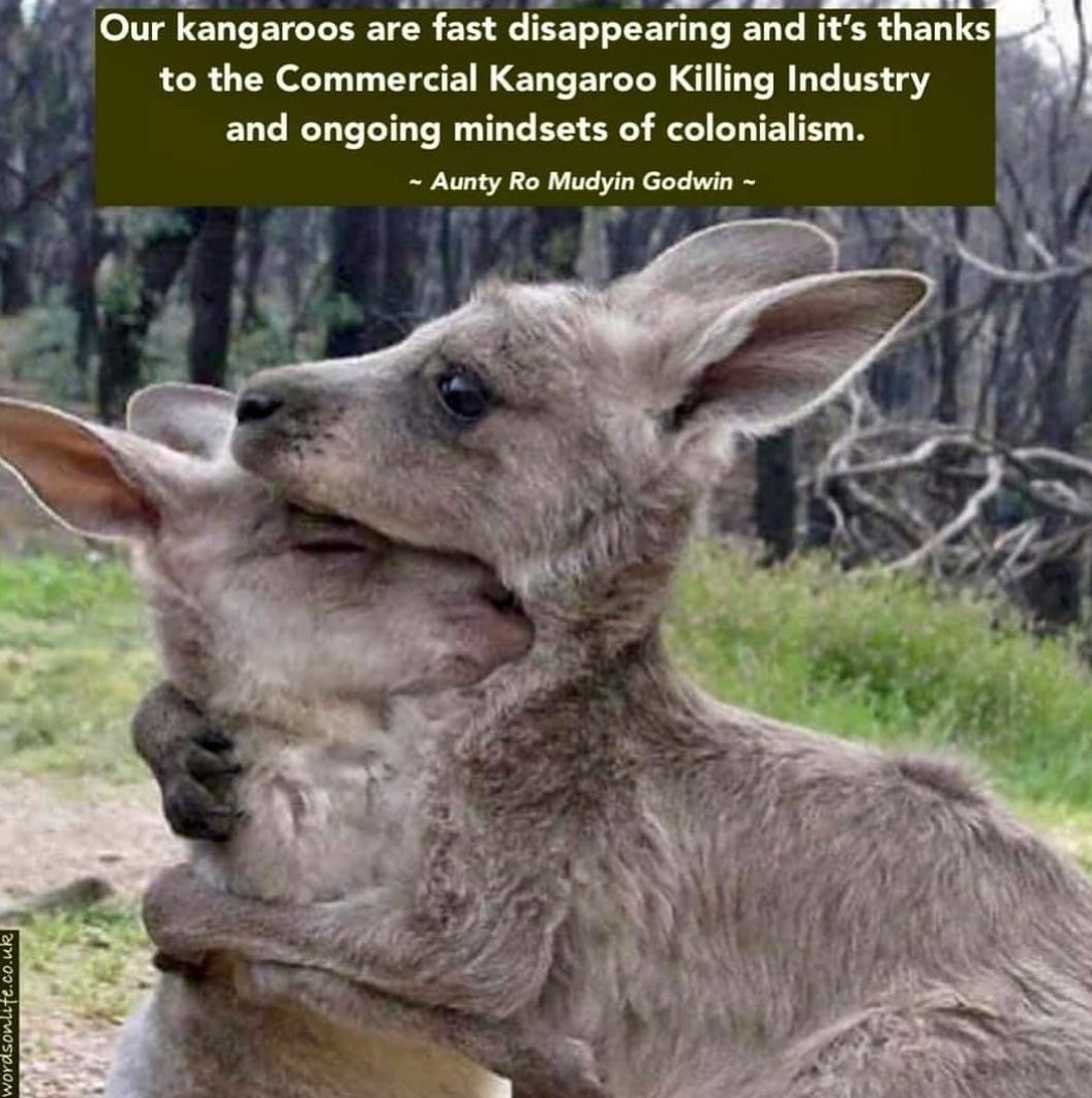 Cshells33Wells's tweet photo. Clearly @LiberalAus & @The_Nationals are
Environmental Vandals.. but
@RebeccaVassarot @GreensACT
Sign off on the annual #Kangaroocull in #Canberra
Ignoring #firstnation #science
Our iconic wildlife needs protection!
@sarahinthesen8
The world is horrified.. https://t.co/ZaTcZkmdGj