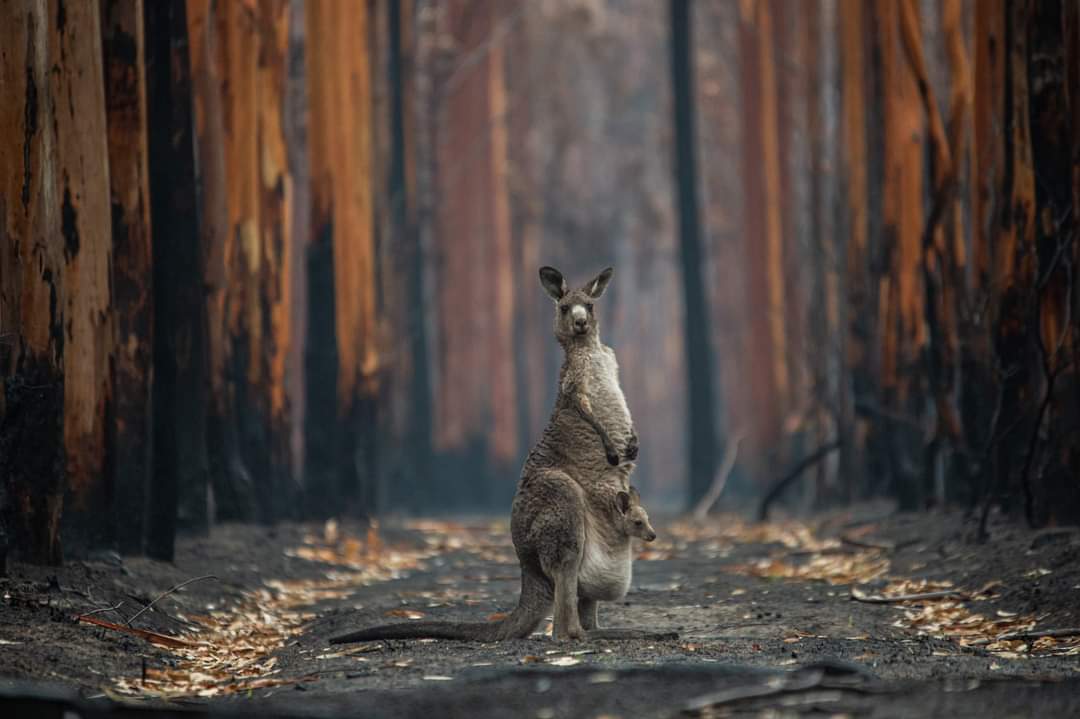 Cshells33Wells's tweet photo. Clearly @LiberalAus & @The_Nationals are
Environmental Vandals.. but
@RebeccaVassarot @GreensACT
Sign off on the annual #Kangaroocull in #Canberra
Ignoring #firstnation #science
Our iconic wildlife needs protection!
@sarahinthesen8
The world is horrified.. https://t.co/ZaTcZkmdGj