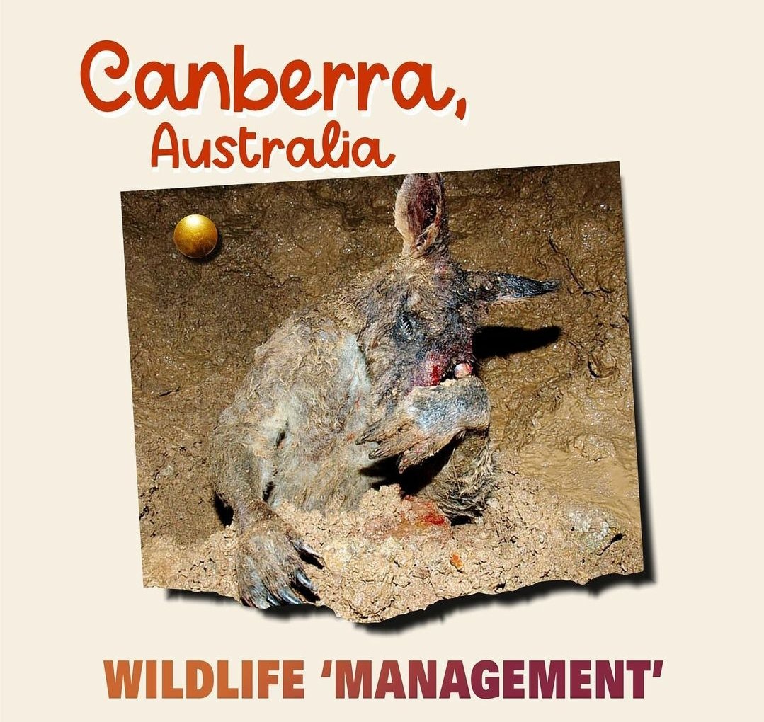 Cshells33Wells's tweet photo. Clearly @LiberalAus & @The_Nationals are
Environmental Vandals.. but
@RebeccaVassarot @GreensACT
Sign off on the annual #Kangaroocull in #Canberra
Ignoring #firstnation #science
Our iconic wildlife needs protection!
@sarahinthesen8
The world is horrified.. https://t.co/ZaTcZkmdGj