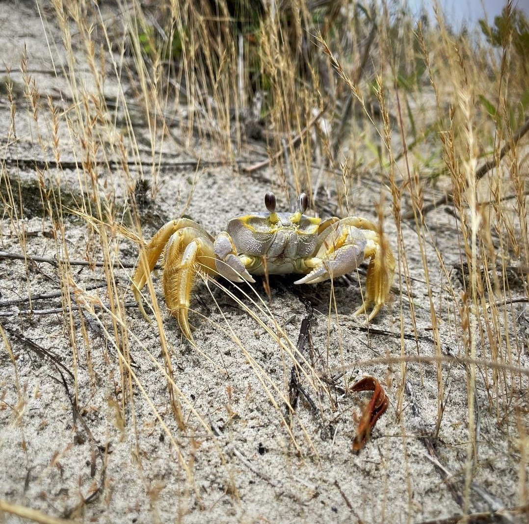 CrabDay's tweet photo. 🦀 Monday, June 21st, 2021 🦀

📸: @ConquerWild https://t.co/alzWrDVIZn