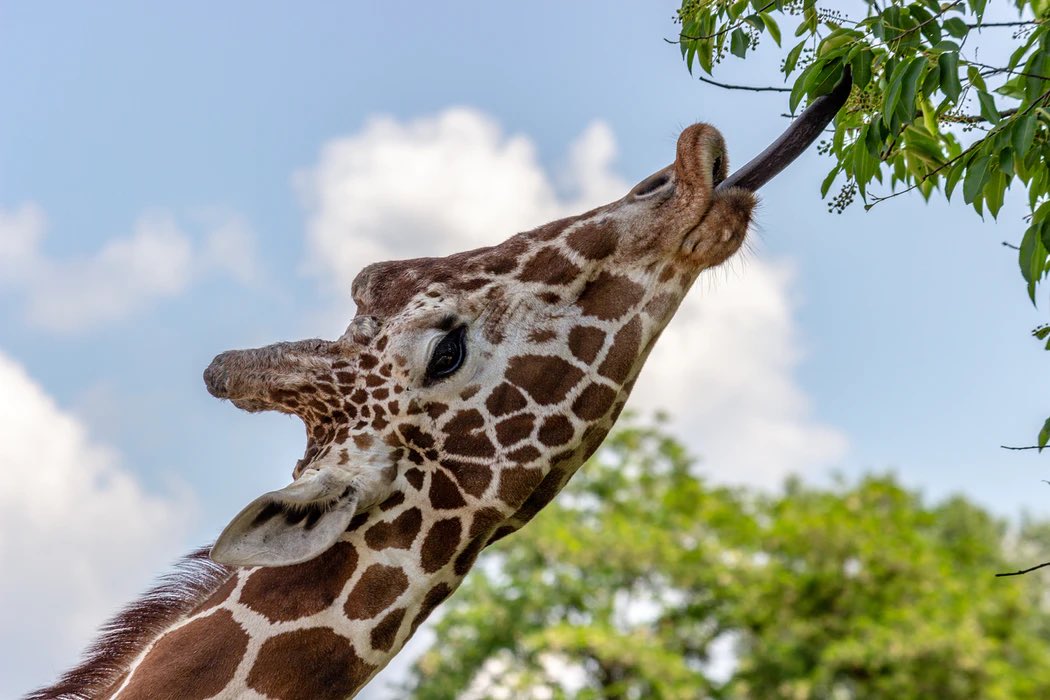 Yesterday was the longest day and a day to celebrate our tallest animal - read more in our newsletter  wildlifeescapes.co.uk/?mailpoet_rout…