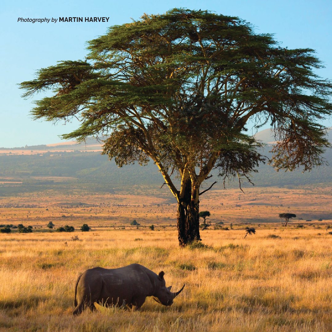 AWF_Official's tweet photo. By supporting the work of community scouts and rangers through training and provision of equipment, AWF empowers communities living near protected areas to fight the illegal wildlife killing and trafficking. #AWFCommunities https://t.co/vscjsLAyrb https://t.co/MLRJlFvMTV