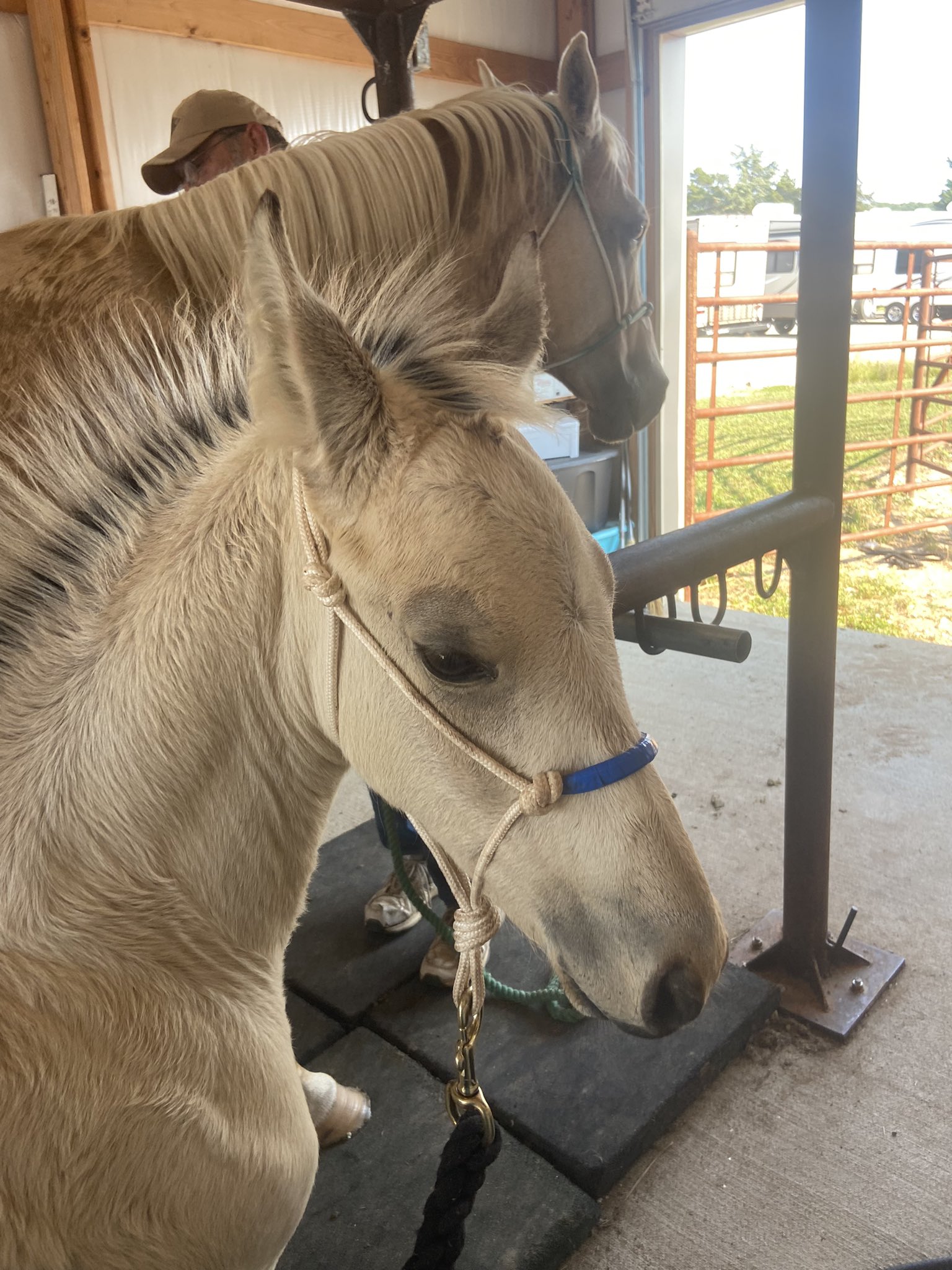 RockingSpringValleyRanch (SpringRocking) / Twitter