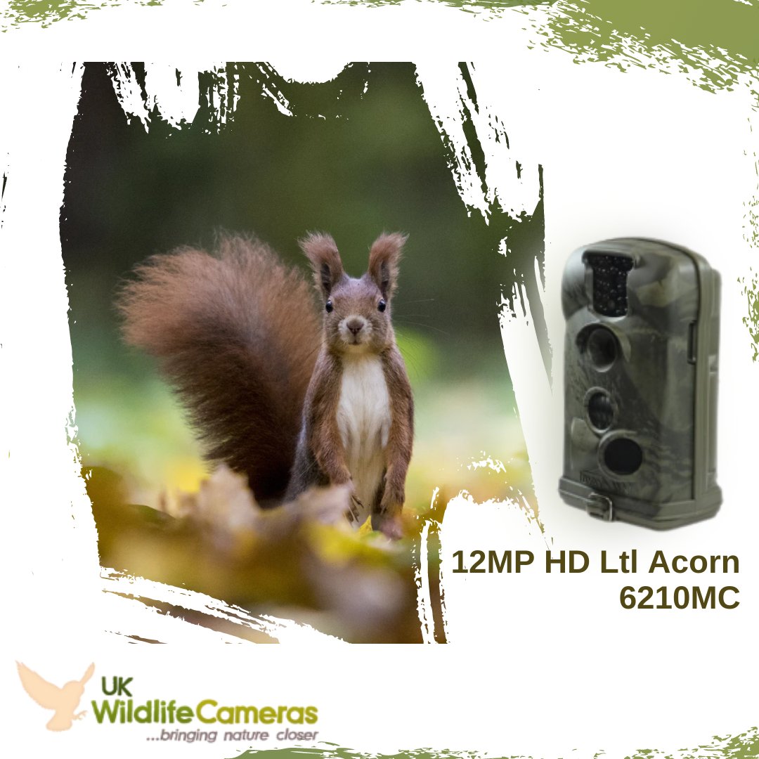 A very popular Trail Camera for quality and value. Very simple to use and easy to obtain great images and HD videos at 1440 x 1080p.  

To learn more about this product, visit our website at ukwildlifecameras.co.uk

#ukwildlifecameras #wildlife #camera #nature #trailcams