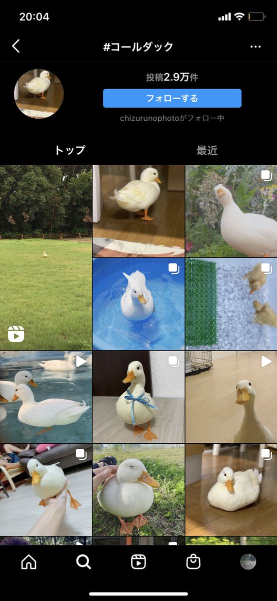 namiadp's tweet photo. 今日商談でアヒルの卵をヤフオクで買って孵化させて飼ってるという話を聞いてからアヒルを飼うことしか考えられなくなった https://t.co/IEtVQHEuMv