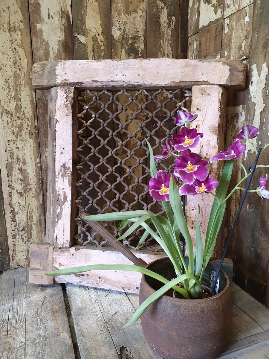 ReginaldBallum's tweet photo. Imagining what the view would've been through this delicate pink Riad window
#TravelTuesday #riadwindow #window #decorativewindow #garden #view #gardendesign #gardeninspo #eclectichome #rusticstyle #vintagestyle #homedesign #decorativeantiques #Worthing https://t.co/0GgUhYwbTn