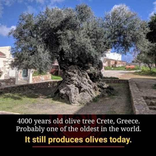 renoomokri's tweet photo. This is a 4000 year old olive tree. It still bears olives till today. The man who planted it 4000 years ago fed from it and his generation fed too. Treat money like that. Plant it. Invest. When the investment matures, it will feed you and your generations after you

#RenosNuggets https://t.co/wQlDskI4Ho
