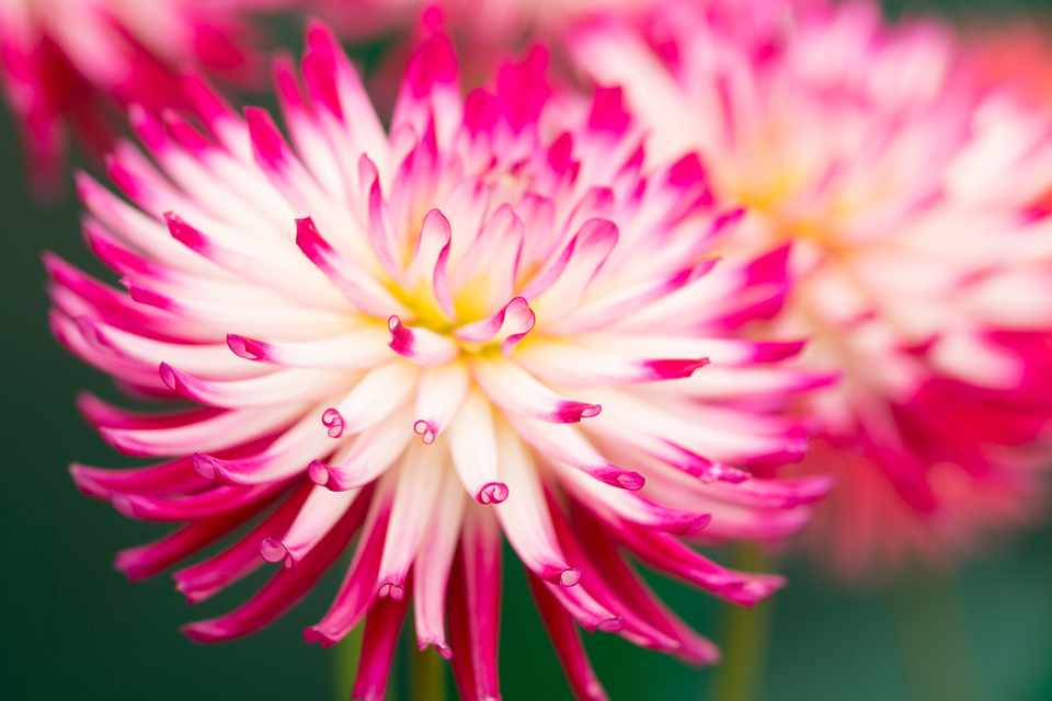 MarcusBerginGardening tweet media