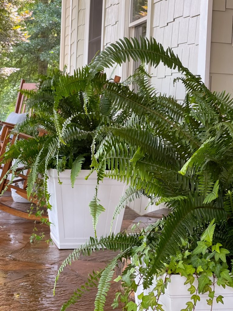 Kimberly Queen Ferns are my new favorite porch plant. Get my simple tips on how to care for them over on the blog dukemanorfarm.com/2021/06/how-to…