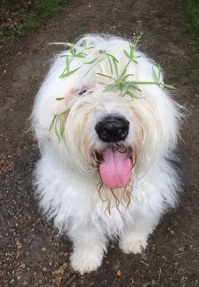 caniscausa's tweet photo. Modelling the latest hair fashion trends. Here you can see the Summer 2021 cruise collection all natural, biodegradable head fascinator. A real bargain too. ๐บ๐ฟ๐ #stickyweed https://t.co/CqM6UcgLPY