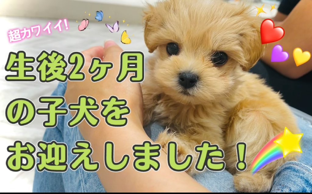 きなこ マルチーズ トイプードル Kinako Twitter きなこ マルチーズ トイプードル Kinako Twitter